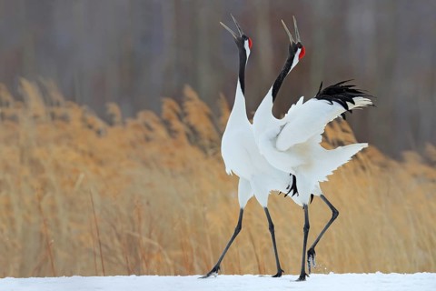 Bird behaviour in the nature grass habitat. Dancing pair of Red-crowned crane with open wing in