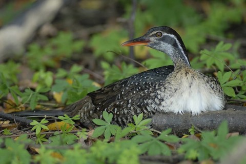 African Finfoot (Podica senegalensis), Uganda