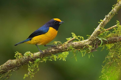 Orange-bellied Euphonia (Euphonia xanthogaster) male, Madre de Dios, Peru