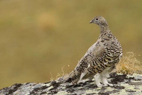Rock Ptarmigan (Lagopus muta) female, Tyrol, Austria