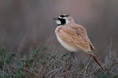 Temminck's Horned Lark - Saharaohrenlerche - Eremophila bilopha, Morocco