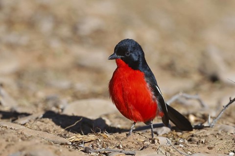 Crimson-breasted Shrike (Laniarius atrococcineus), Northern Cape, South Africa