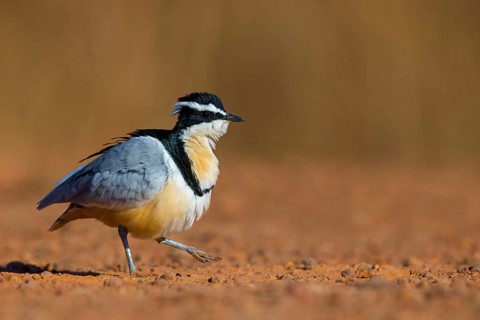 Crocodile-bird, (Pluvianus aegytpticus), Crocodile-bird, Egyptian Plover, Pluvian fluviatile,
