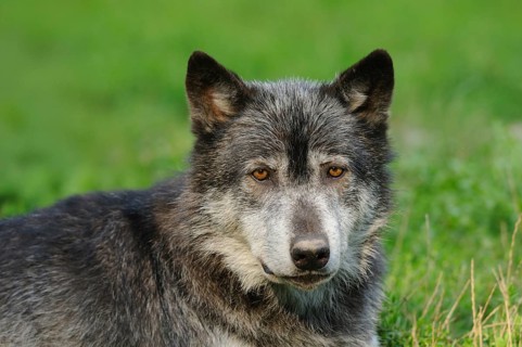 A black wolf with light-coloured eyes lies on green grass and looks calmly, Timberwolf (Canis lupus