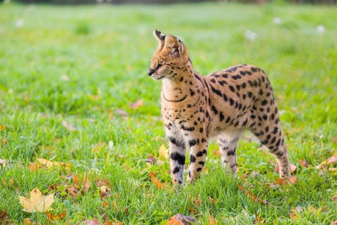A male serval, Leptailurus serval, stands on a green meadow