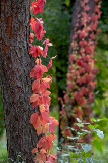 Maiden five-leaf grapes. Krasnodar. Russia