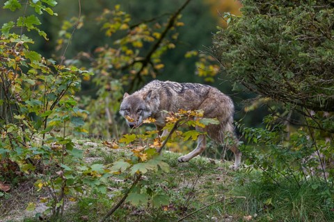 One submissive eurasian gray wolf (Canis lupus lupus) walking up a hill on green grass with a