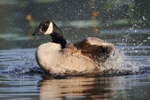Canada goose (Branta canadensis) bathing, North Rhine-Westphalia, Germany