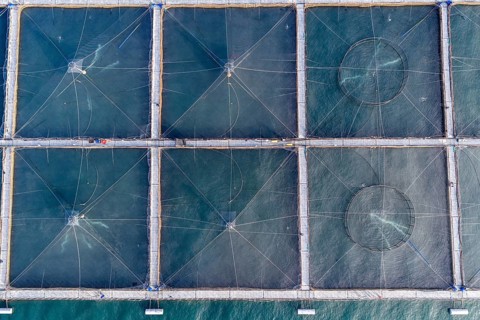 Salmon farm north of El Chaiten, top-down aerial view, Chile