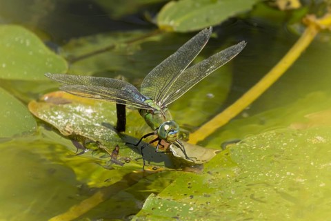 Emperor dragonfly (Anax imperator) adult female insect on a water lily leaf laying eggs in a pond