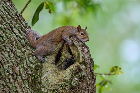 American grey squirrel (Sciurus carolinensis), lying on a gnarled protuberance of a tree, in a