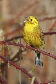 Yellowhammer (Emberiza citrinella) singing, Rhineland-Palatinate, Germany
