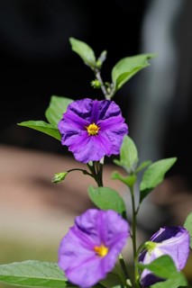 Blue potato tree (Lycianthes rantonnetii), gentian tree, flowering, Wilnsdorf, North