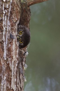 Eurasian Pygmy Owl (Glaucidium passerinum) juvenile, Bavaria, Germany