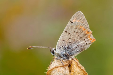Kleiner Feuerfalter, Lycaena phlaeas Small Copper, American Copper, Common Copper, Lycaena phlaeas