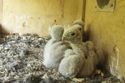 Common Kestrel (Falco tinnunculus) chick, Lower Saxony, Germany