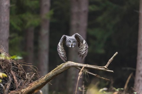 One great grey owl (Strix nebulosa) flying through a spruce forest
