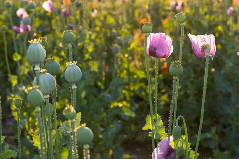 Blue poppy (Papaver somniferum) in a field near Callenberg, Saxony, Germany