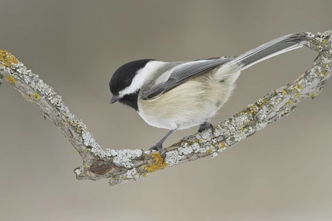 Black-capped Chickadee (Poecile atricapillus), Ontario, Canada