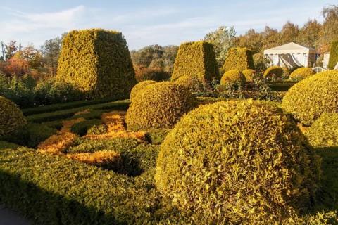 Cottage garden with topiary, hedges, trimmed bushes. Modern landscape design