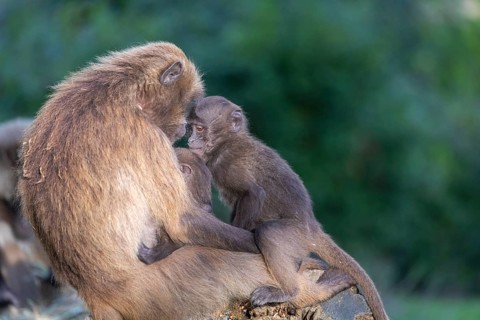 One female with 2 baby Gelada (Theropithecus gelada), or bleeding-heart monkey sitting on a log,