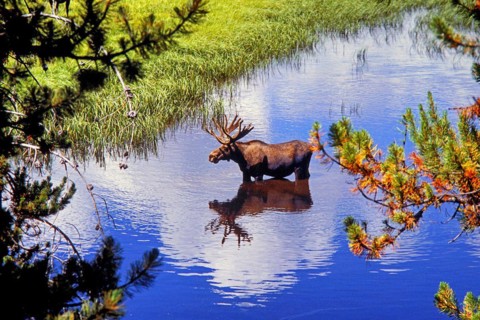 Moose, North America: Moose, Yellowstone Park, oldest national park in the world, Wyoming, USA