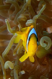 Red sea anemonefish (Amphiprion bicinctus)