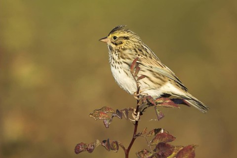 Savannah Sparrow (Passerculus sandwichensis), British Columbia, Canada