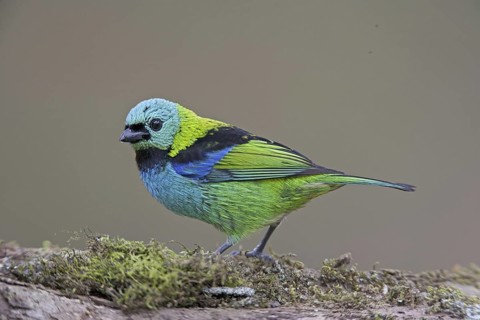 Green-headed Tanager (Tangara seledon)