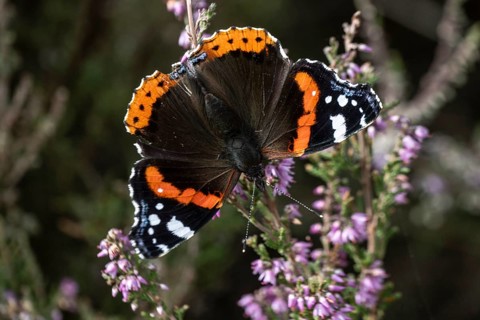Red admiral (Vanessa atalanta) on common heather (Calluna vulgaris), Emsland, Lower Saxony, Germany