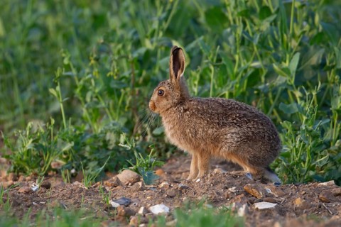 European brown hare (Lepus europaeus) juvenile baby leveret animal in a farmland field in the
