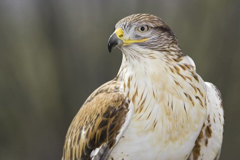 Ferruginous Hawk (Buteo regalis), Arizona, USA