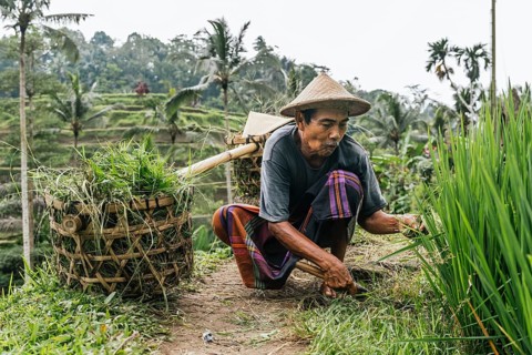 A Balinese man meticulously tends to a rice field, with traditional basket and hat, amid lush