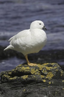Kelp Goose (Chloephaga hybrida) male, Falkland Islands