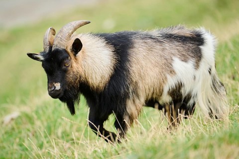 Domestic goat (Capra hircus), walking on a meadow, wildlife Park Aurach near Kitzbuehl, Austria