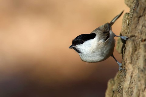 Marsh Tit (Poecile palustris) climbing tree trunk, Saxony-Anhalt, Germany