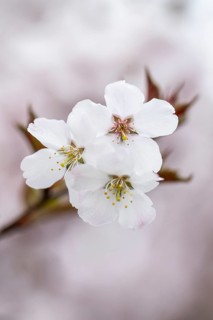 March cherry (Prunus incisa), Emsland, Lower Saxony, Germany