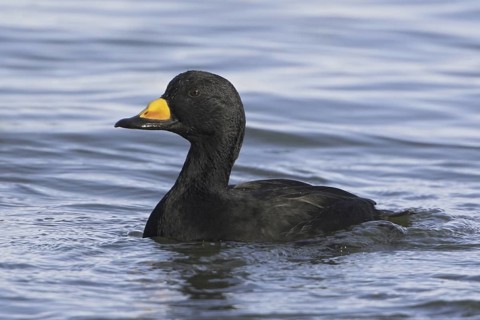 Black Scoter (Melanitta americana), British Columbia, Canada