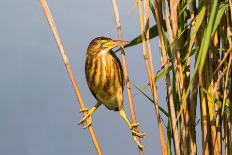 Little Bittern (Ixobrychus minutus) juvenile, Thuringia, Germany
