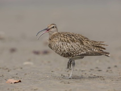 Whimbrel (Numenius phaeopus), Gambia