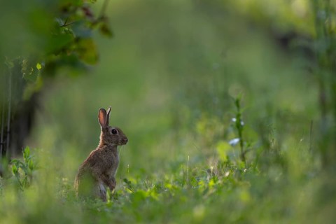 Wild rabbit (Oryctolagus cuniculus), Rhineland-Palatinate, Germany