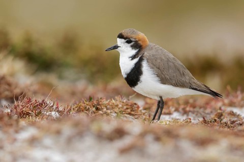 Two-banded Plover (Charadrius falklandicus) perched on the ground in the Falkland Islands