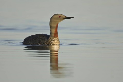 Red-throated Loon (Gavia stellata), Iceland