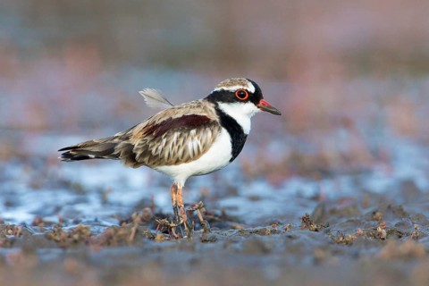 Black-fronted Dotterel (Elseyornis melanops), Victoria, Australia