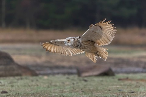One Siberian Eagle Owl (Bubo bubo sibiricus) flying over a dry lakeshore on an autumnal misty cold