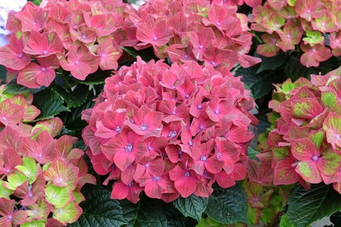 Garden hydrangea (Hydrangea macrophylla SAXON ® SCHLOSS WACKERBARTH), Kühne young plants, Germany