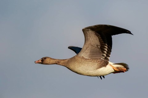 Greater White-fronted Goose (Anser albifrons) juvenile flying, North Rhine-Westphalia, Germany