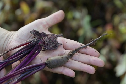 Young beets eaten by pests. agricultural damage