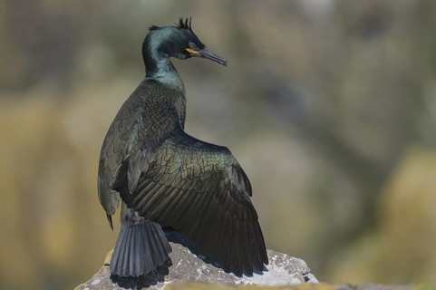 European Shag (Phalacrocorax aristotelis), Scotland, United Kingdom