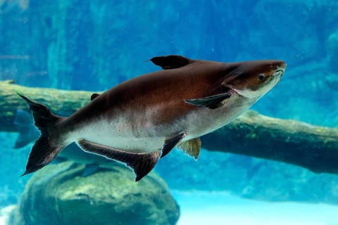 Mekong giant catfish (Pangasianodon gigas), adult, swimming, Southeast Asia
